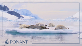 Our Antarctic cruises: magical PONANT moments in Wilhelmina Bay