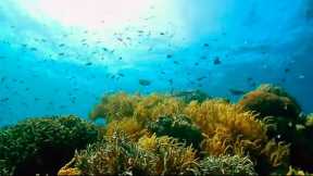 Great Barrier Reef | Great Barrier Reef Diving | Great Barrier Reef, Australia - https://reveldeck.com